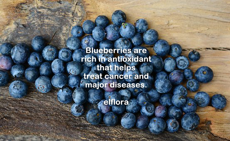 blueberries-2270379__340