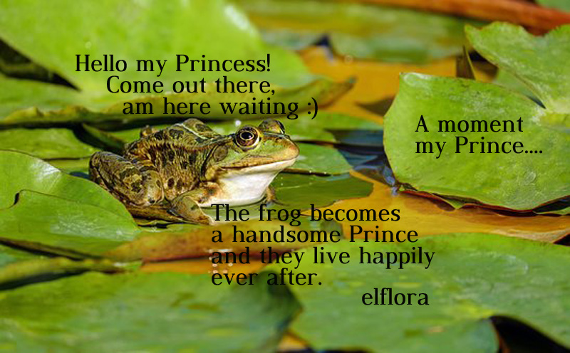 frogsit