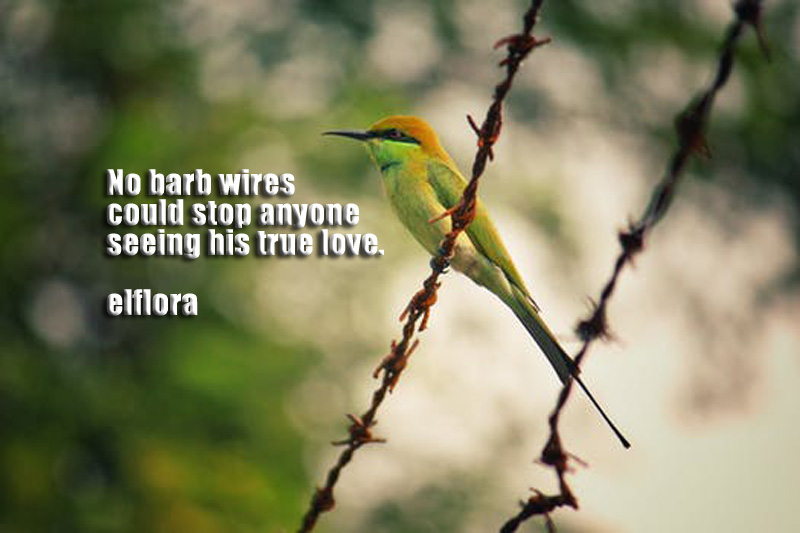 lovebirdsbarbwire